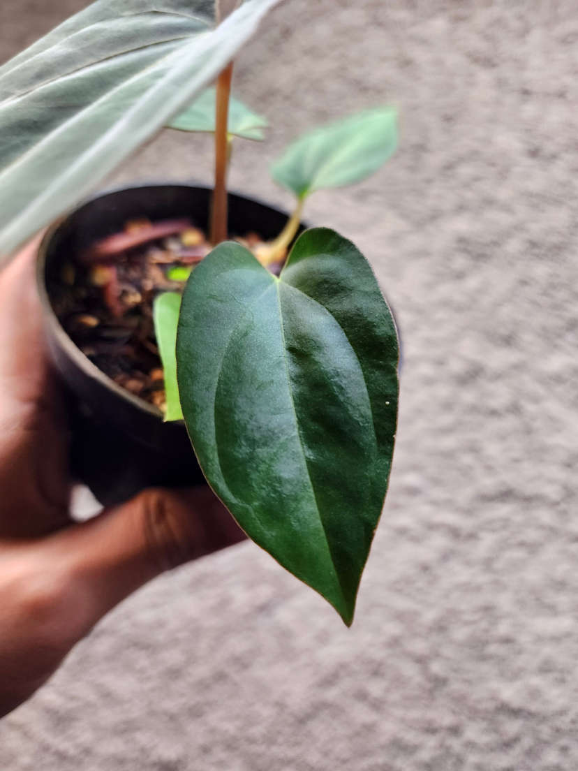 Anthurium Ace of Spades x Dressleri