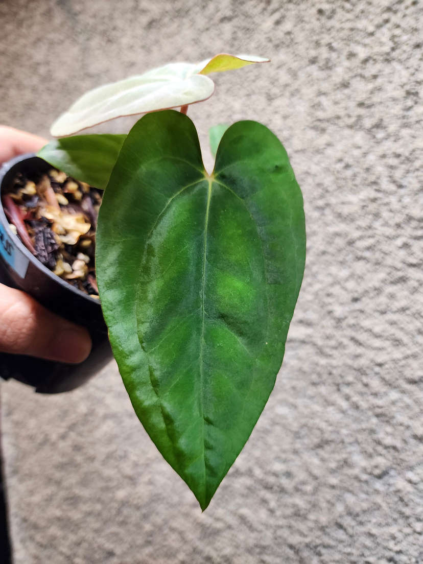 Anthurium Ace of Spades x Dressleri