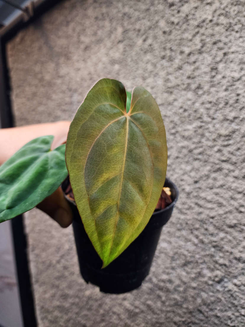 Anthurium Ace of Spades x Dressleri