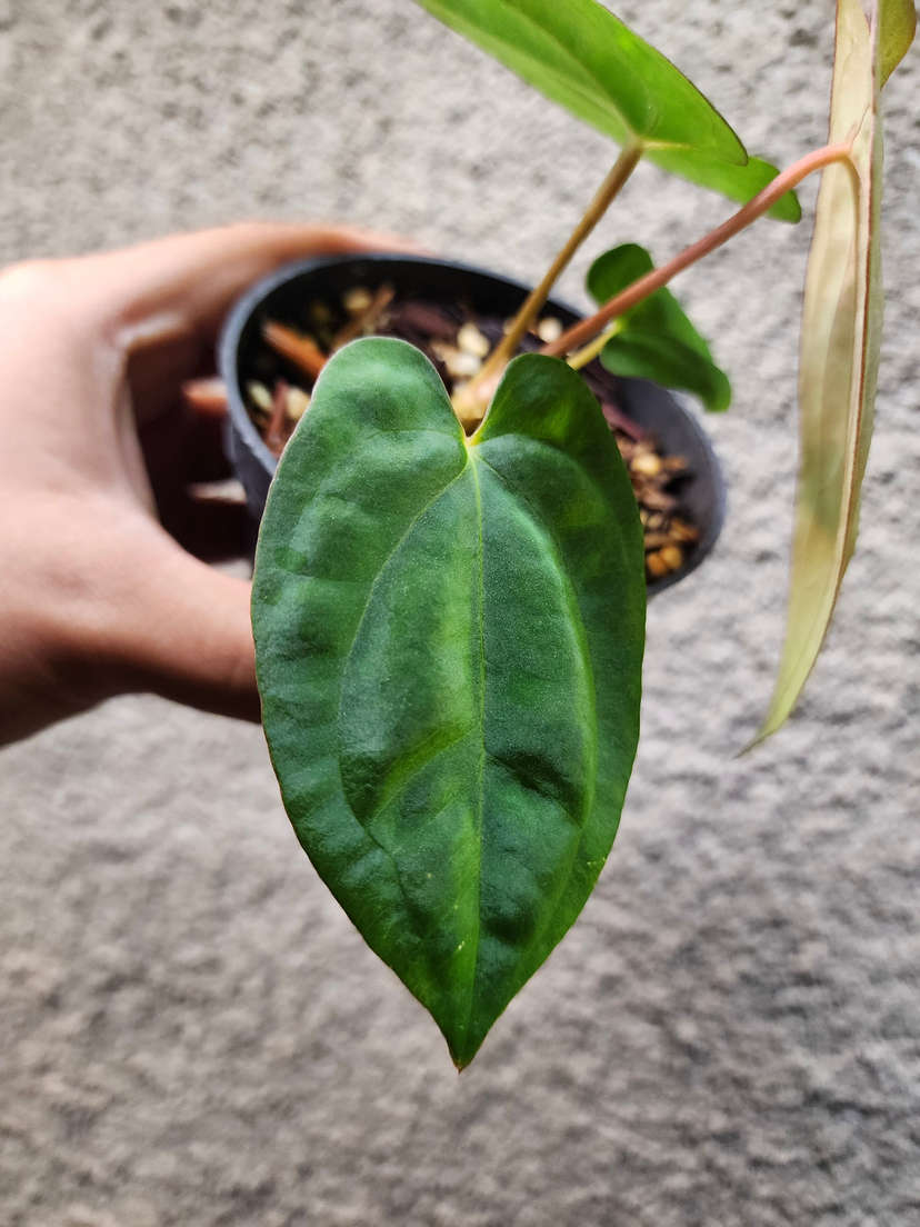 Anthurium Ace of Spades x Dressleri