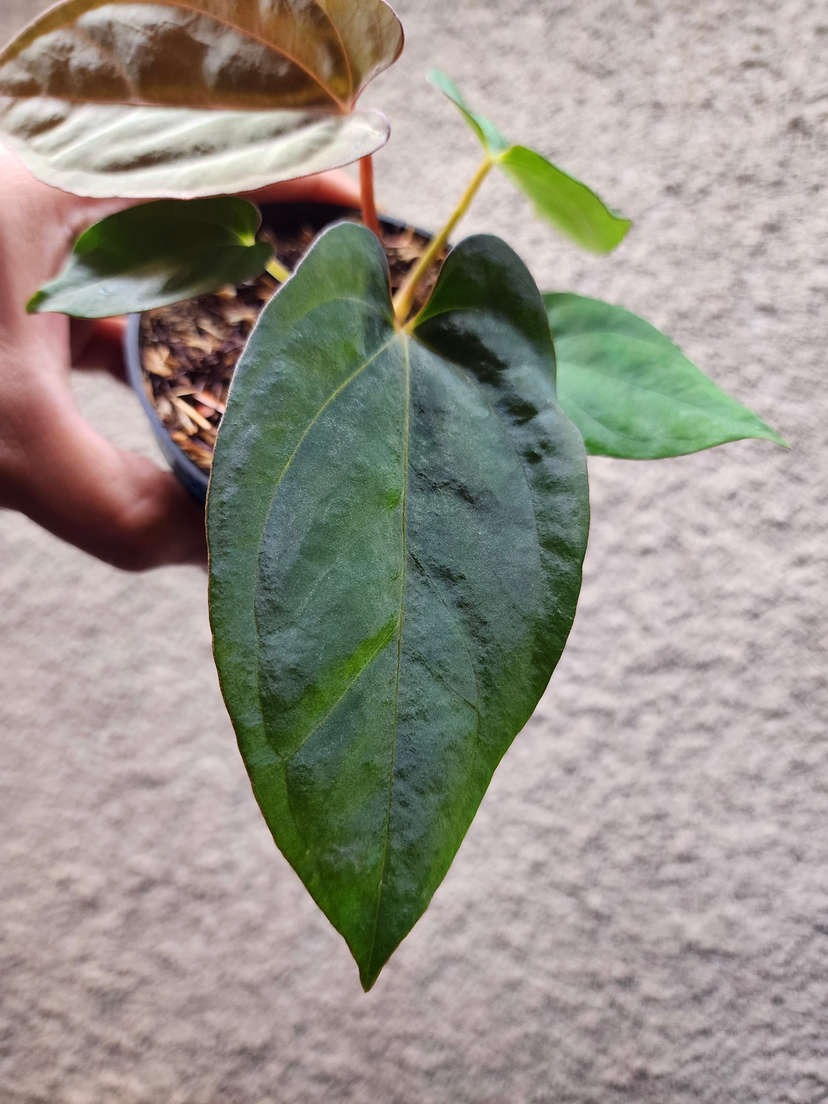 Anthurium Ace of Spades x Dressleri