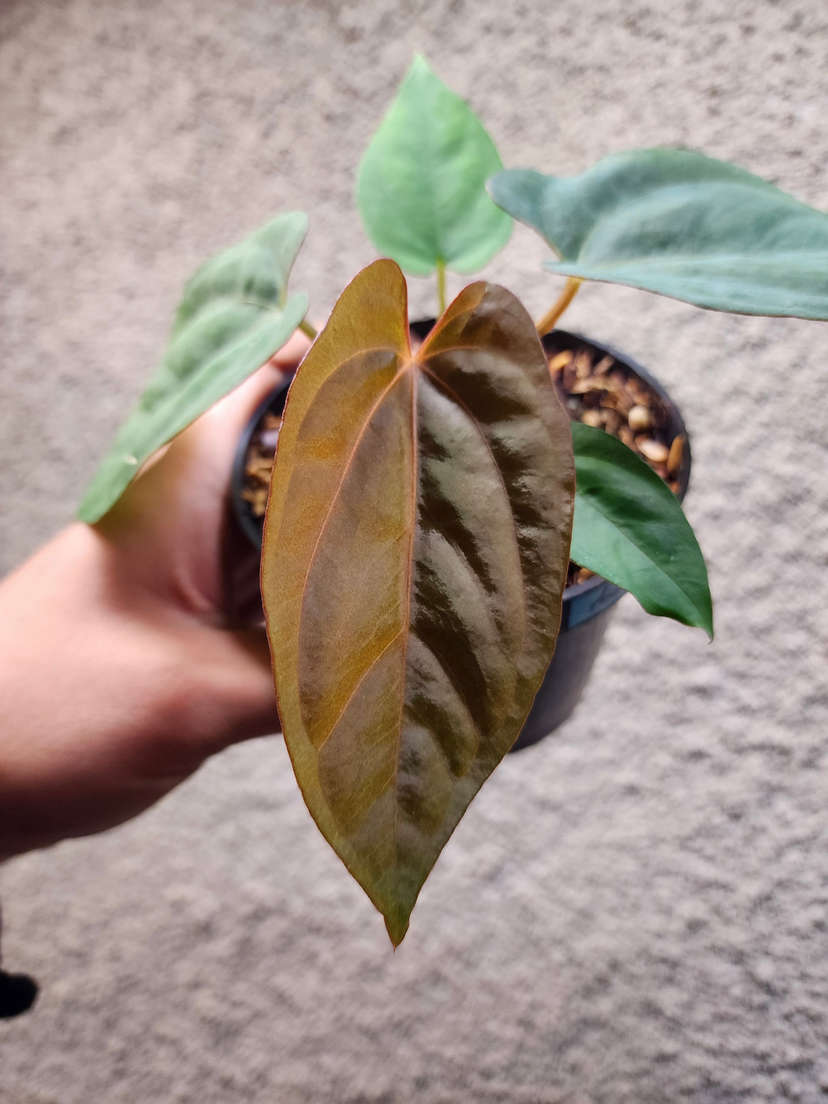 Anthurium Ace of Spades x Dressleri