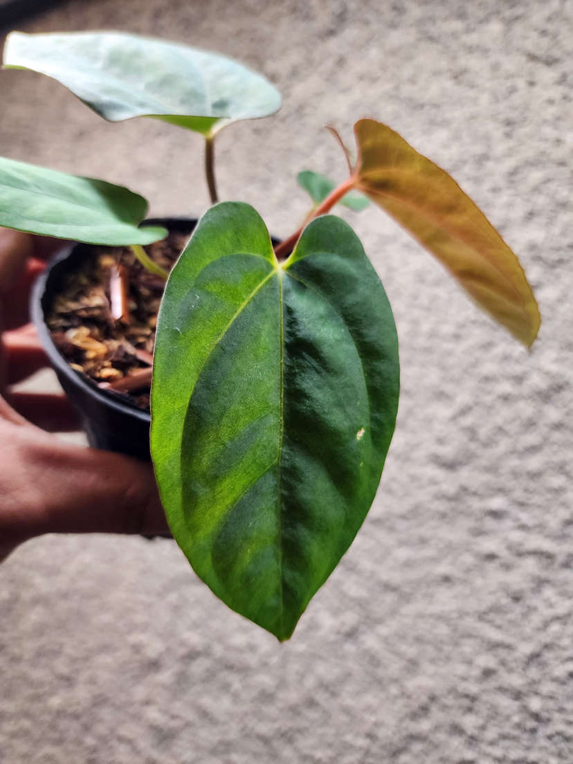 Anthurium Ace of Spades x Dressleri