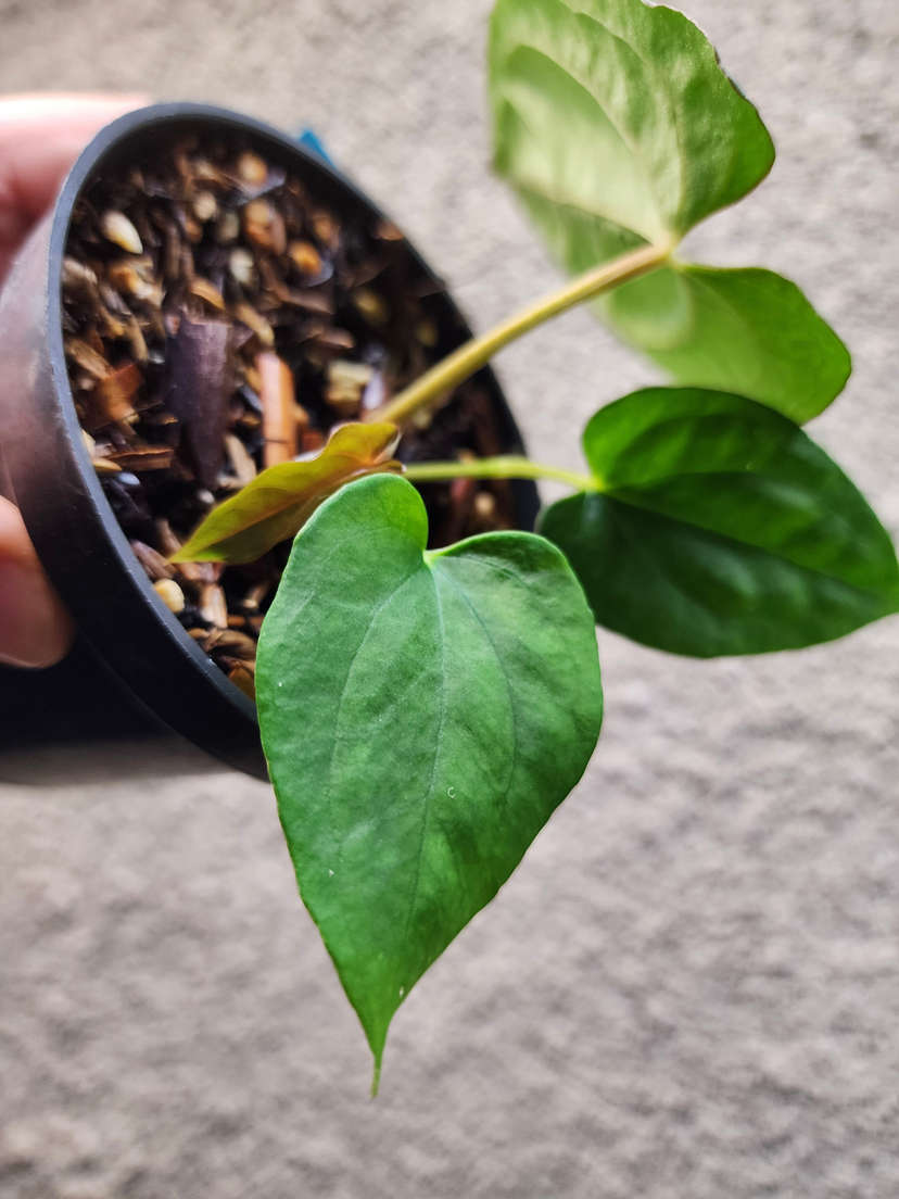 Anthurium Ace of Spades x Dressleri