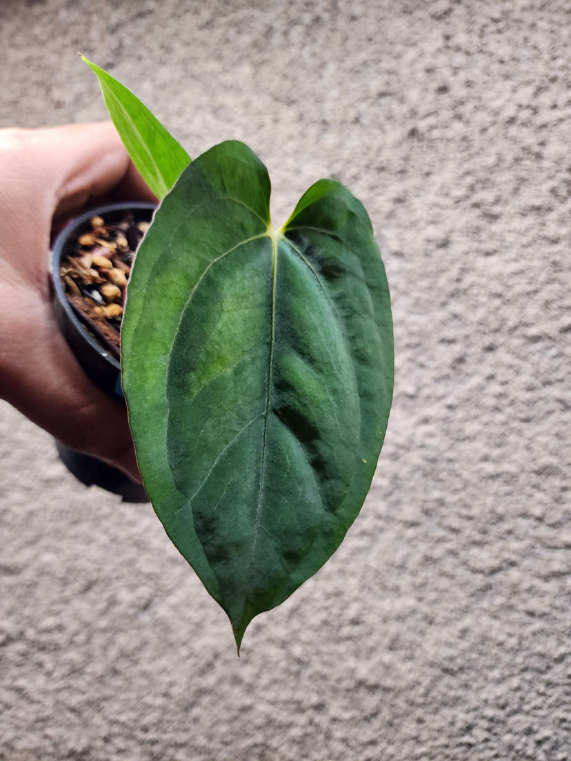 Anthurium Ace of Spades x Dressleri