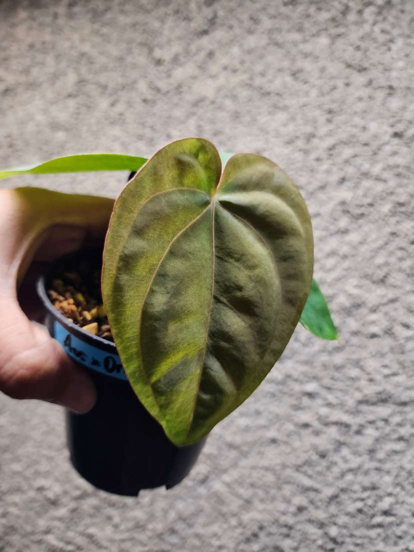 Anthurium Ace of Spades x Dressleri