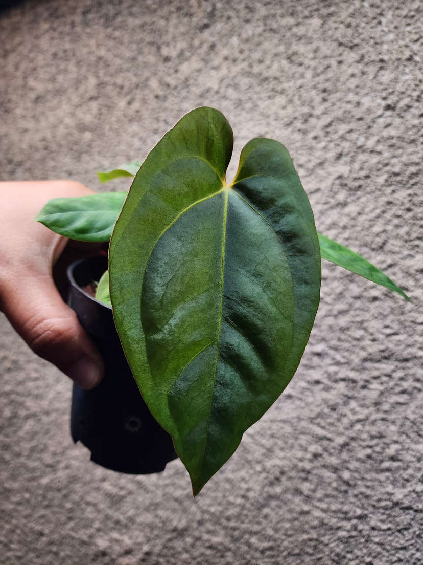 Anthurium Ace of Spades x Dressleri
