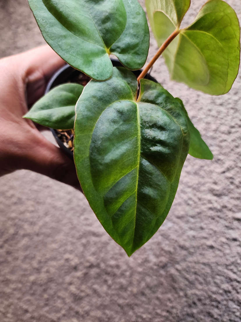 Anthurium Ace of Spades x Dressleri