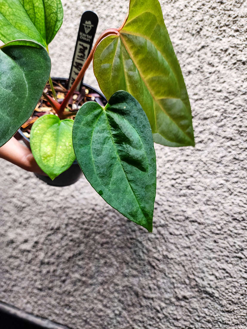 Anthurium Portillae Blue Pap x Ace of Spades