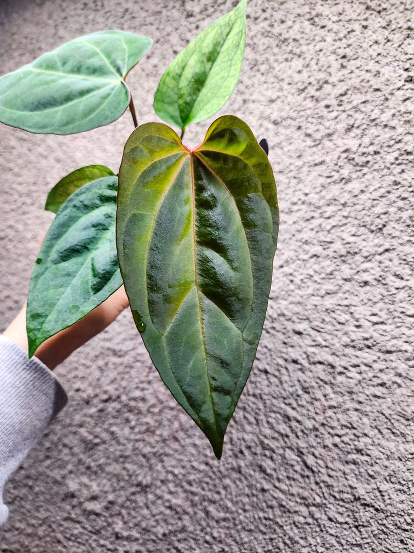 Anthurium Portillae Blue Pap x Ace of Spades