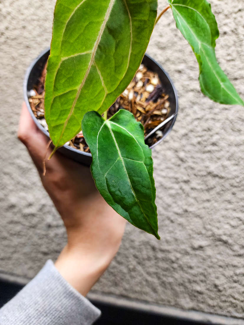 Anthurium (Muchlis x Portillae) x Self