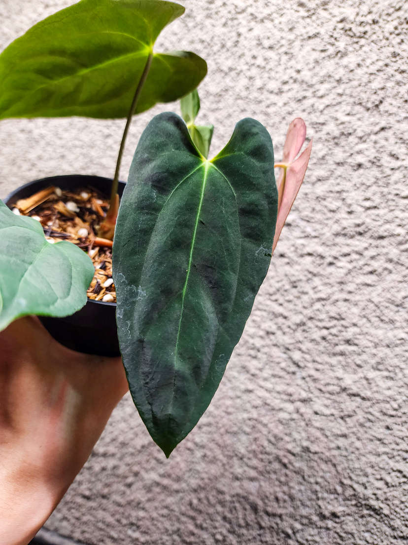 Anthurium RLFS x Red Vein Dark Phoenix