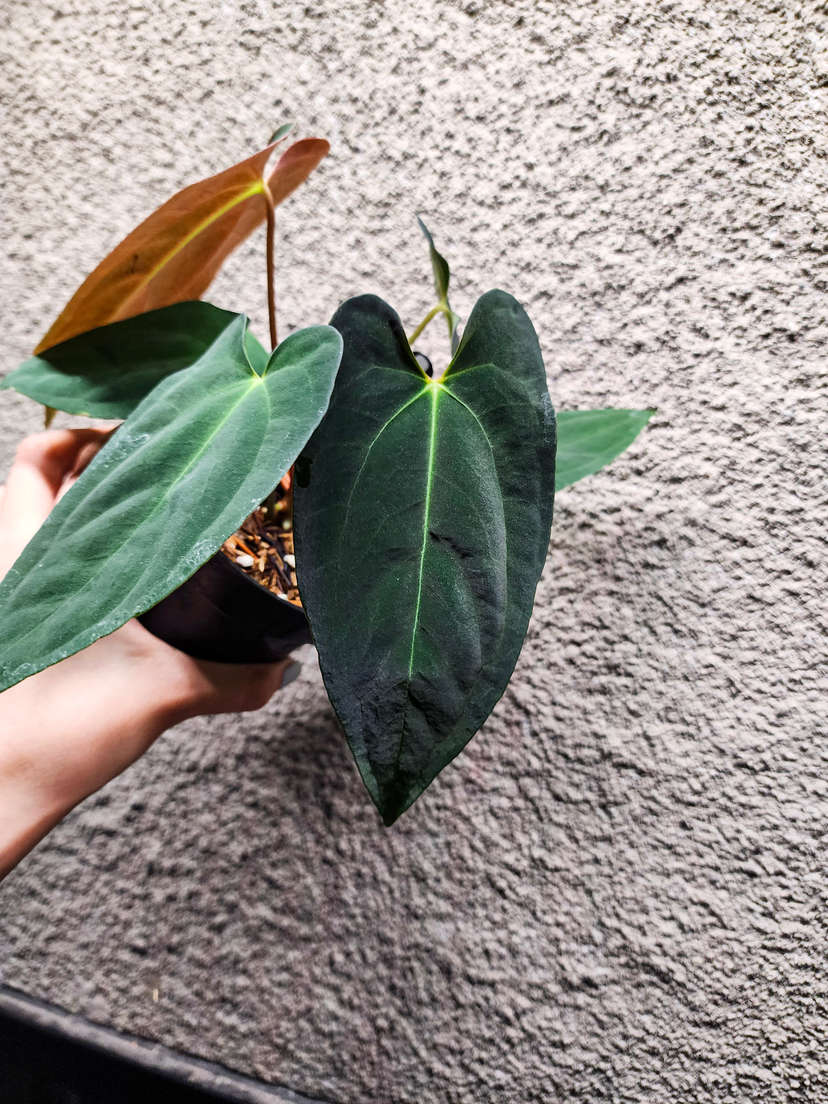 Anthurium RLFS x Red Vein Dark Phoenix