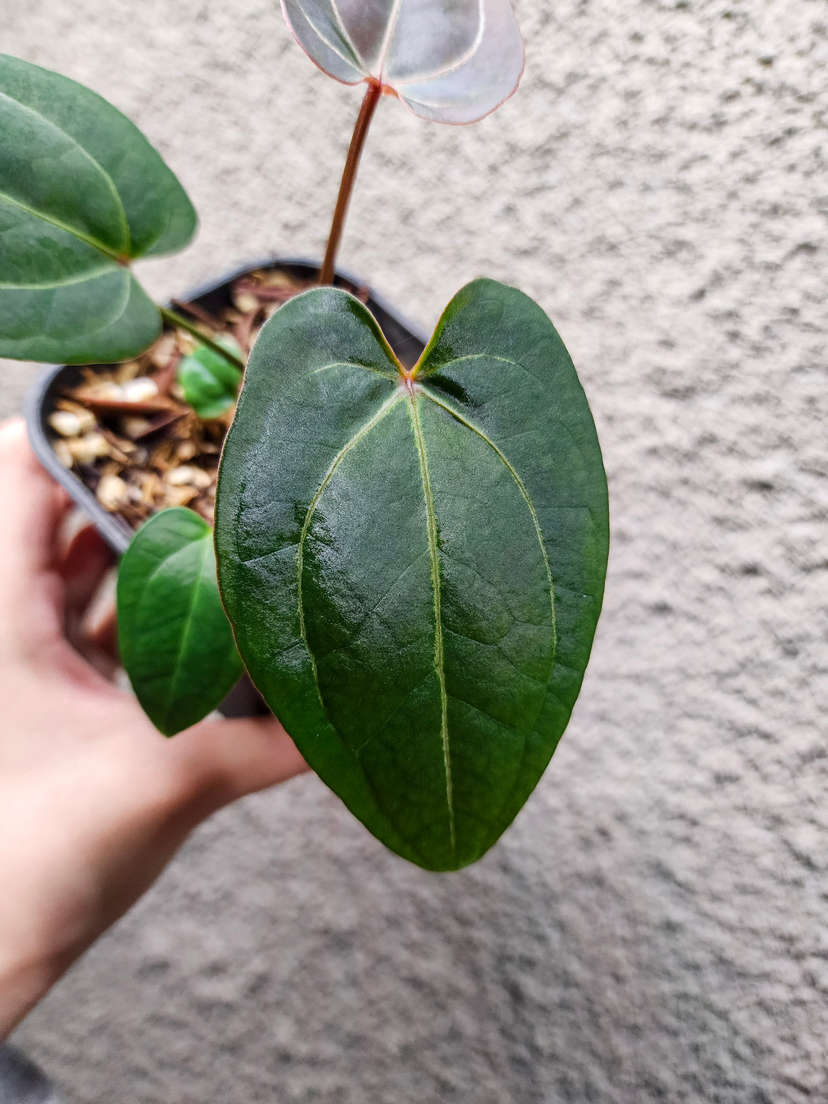 Anthurium Ace of Spades x HURC
