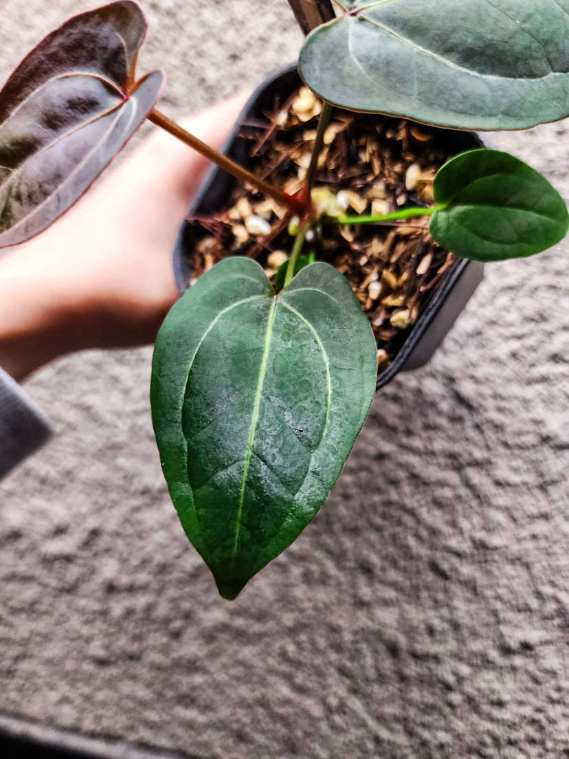 Anthurium Ace of Spades x HURC