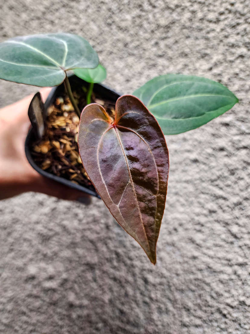 Anthurium Ace of Spades x HURC