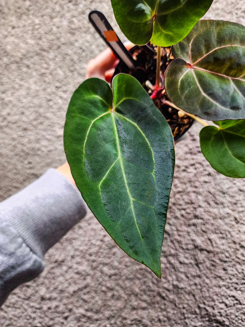 Anthurium Ace of Spades DF x HURC