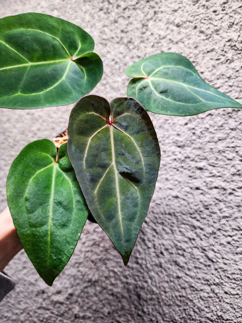 Anthurium Ace of Spades DF x HURC