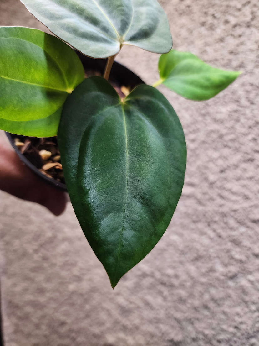 Anthurium Ace of Spades x Dressleri