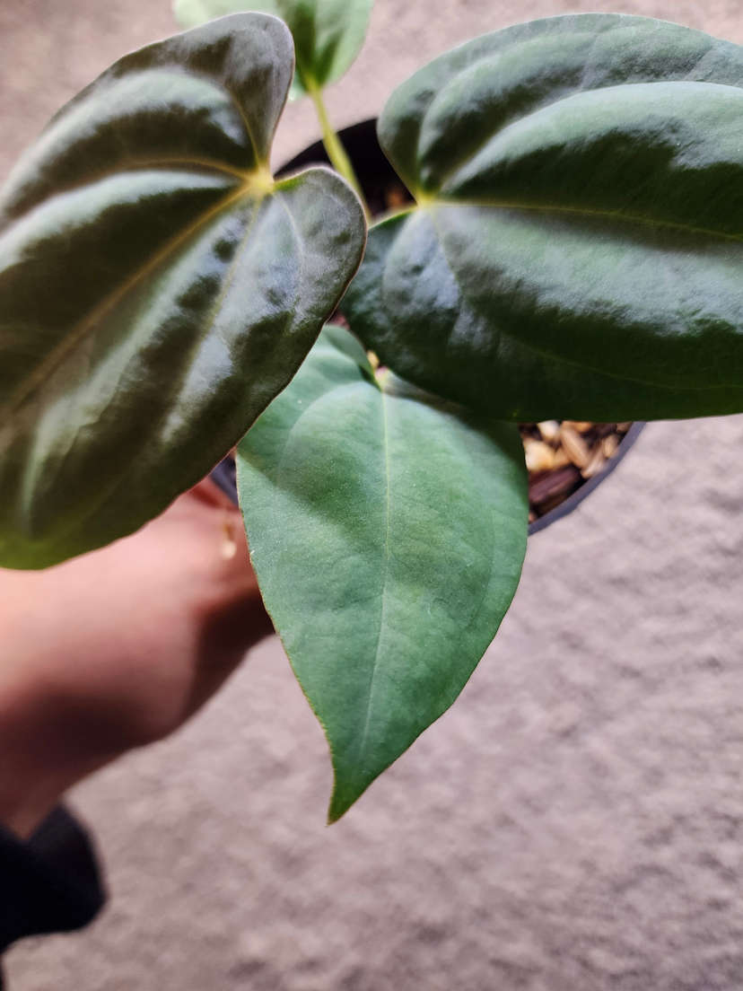 Anthurium Ace of Spades x Dressleri