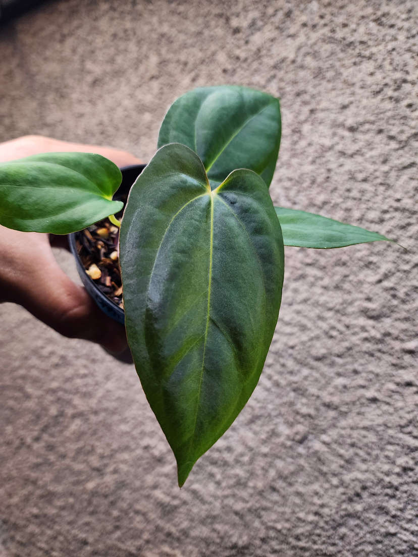 Anthurium Ace of Spades x Dressleri