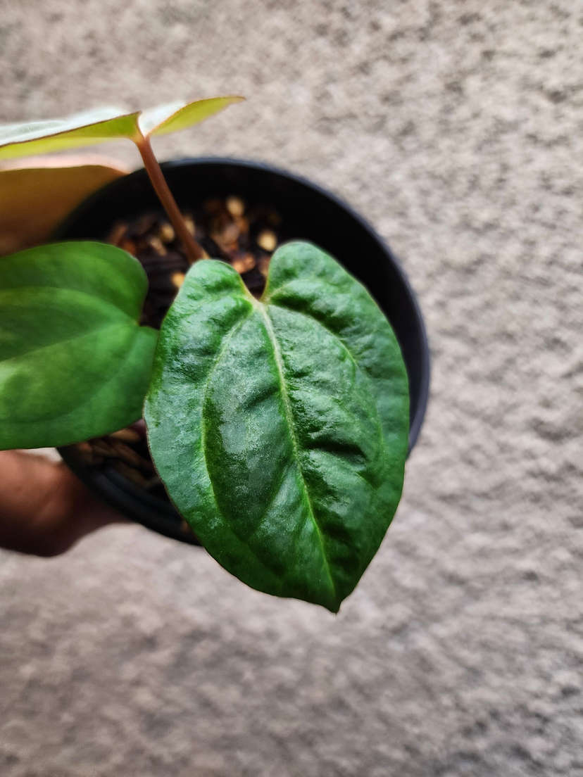 Anthurium Ace of Spades x Dressleri