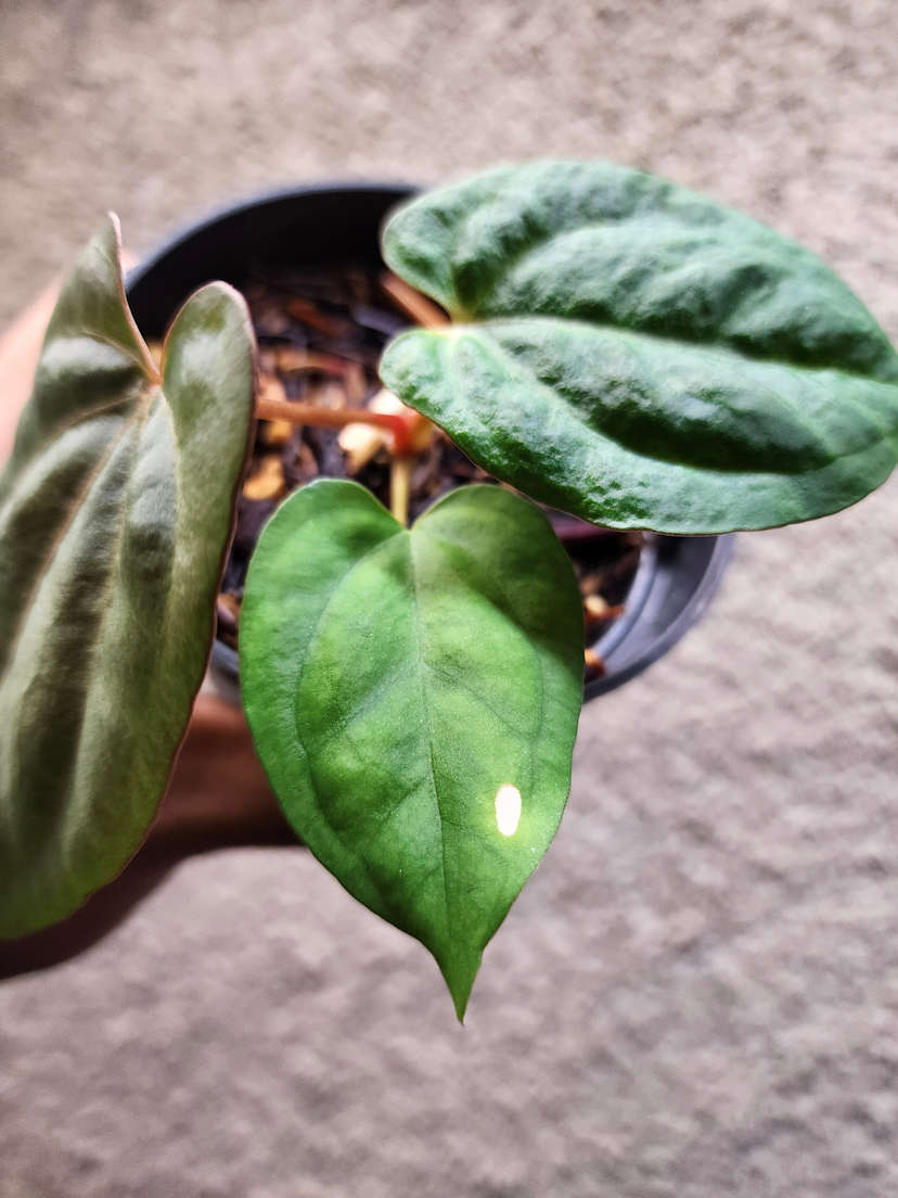 Anthurium Ace of Spades x Dressleri