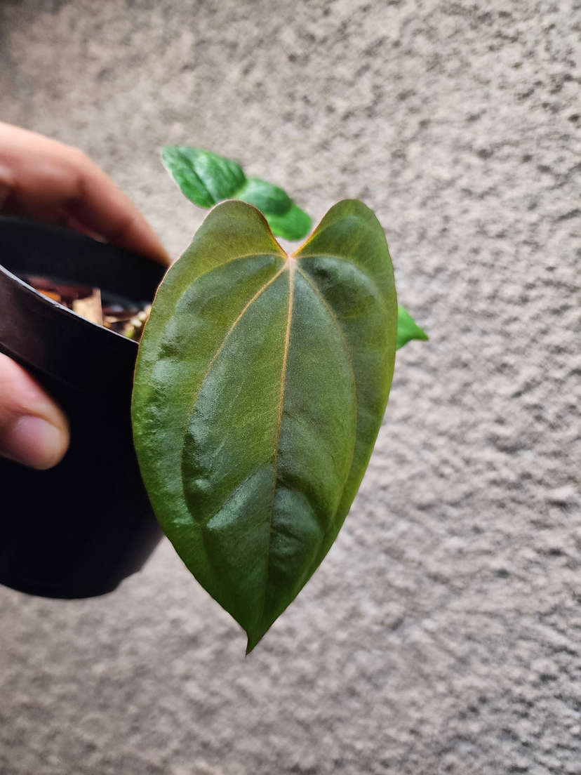 Anthurium Ace of Spades x Dressleri