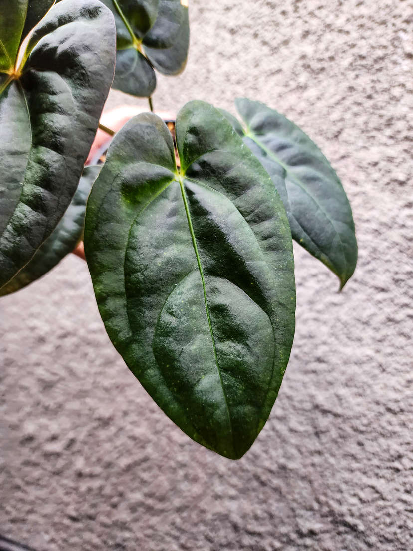 Anthurium Moodeanum x Red Vein Dark Phoenix
