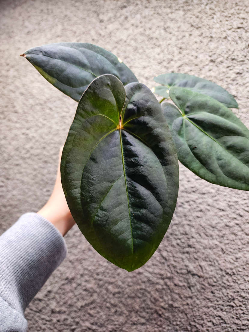 Anthurium Moodeanum x Red Vein Dark Phoenix