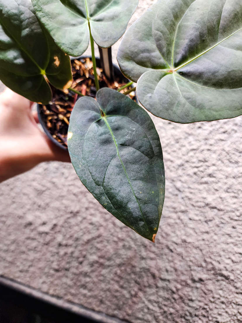 Anthurium Moodeanum x Red Vein Dark Phoenix