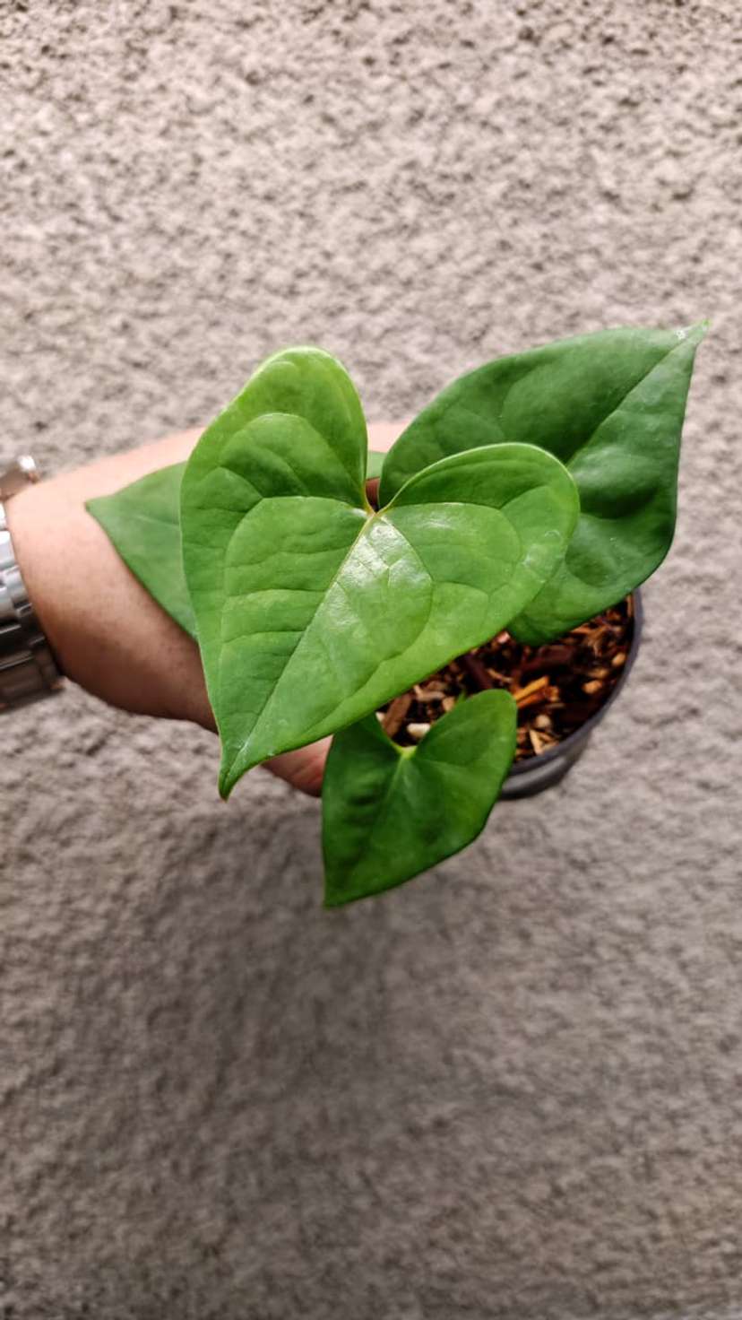Anthurium Diabloense Clone