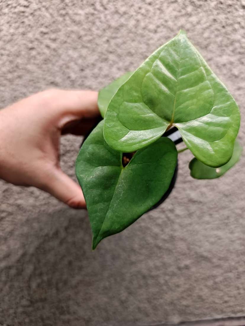 Anthurium Diabloense Clone