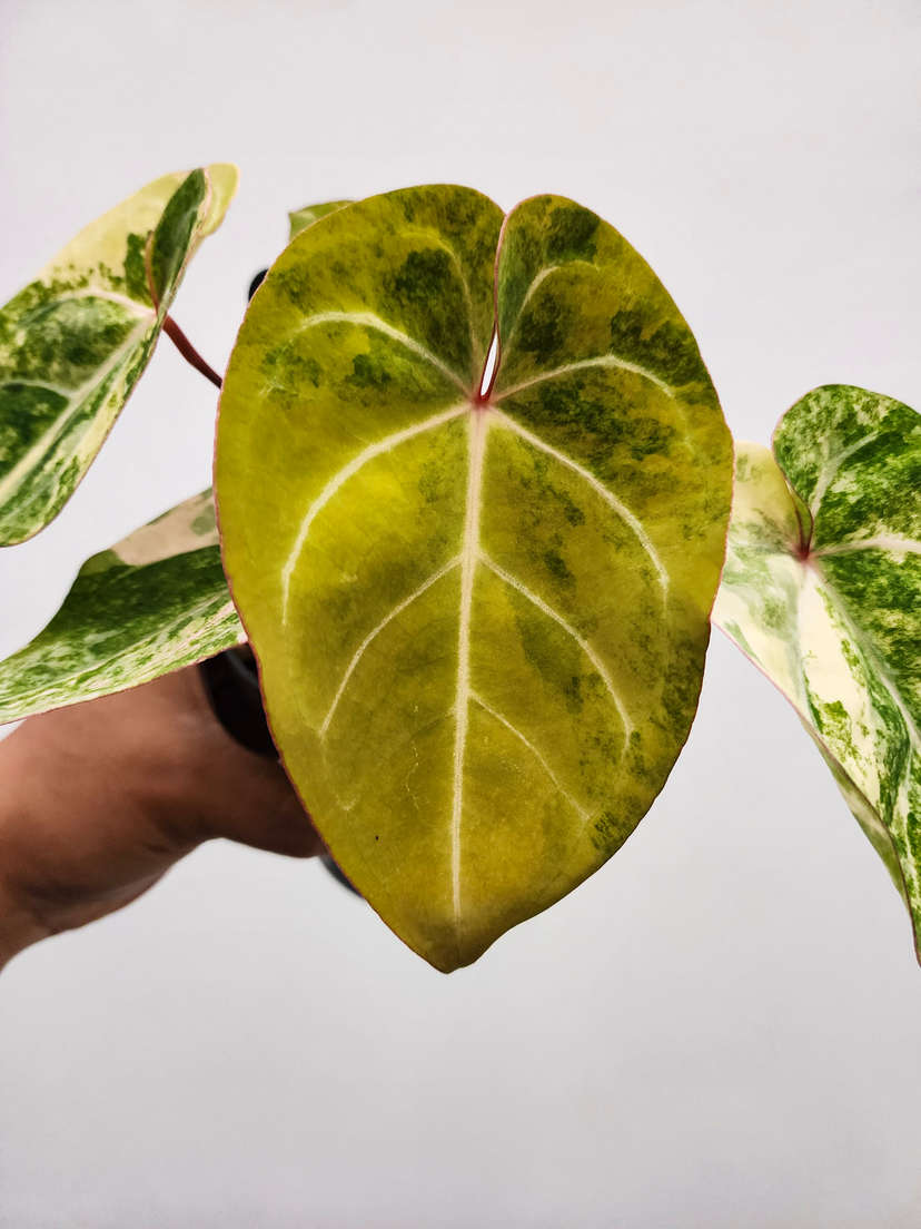 Anthurium Variegated Bigfoot x HURC