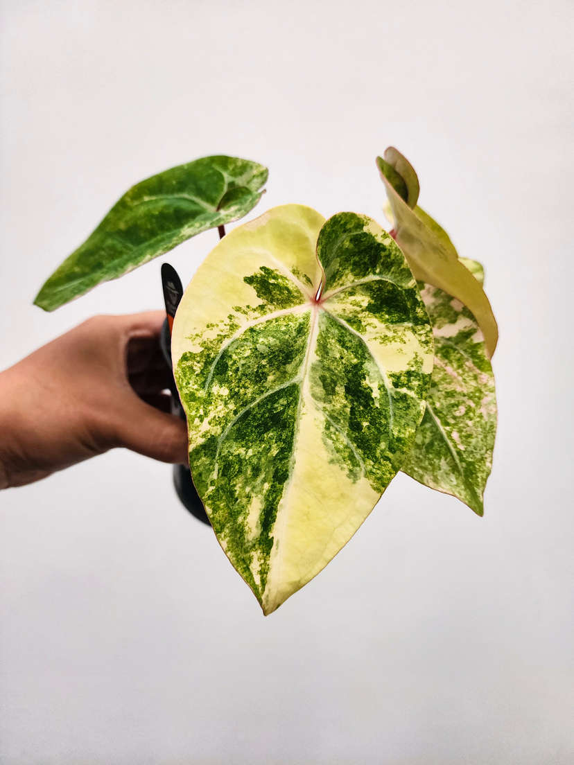 Anthurium Variegated Bigfoot x HURC