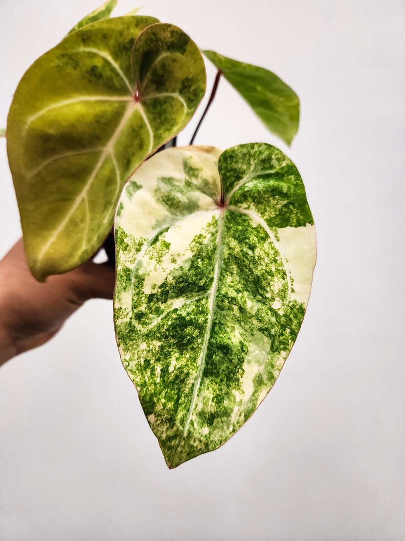 Anthurium Variegated Bigfoot x HURC
