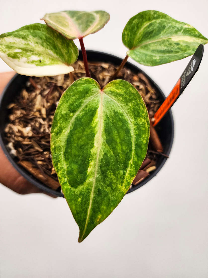 Anthurium Variegated Bigfoot x Michelle