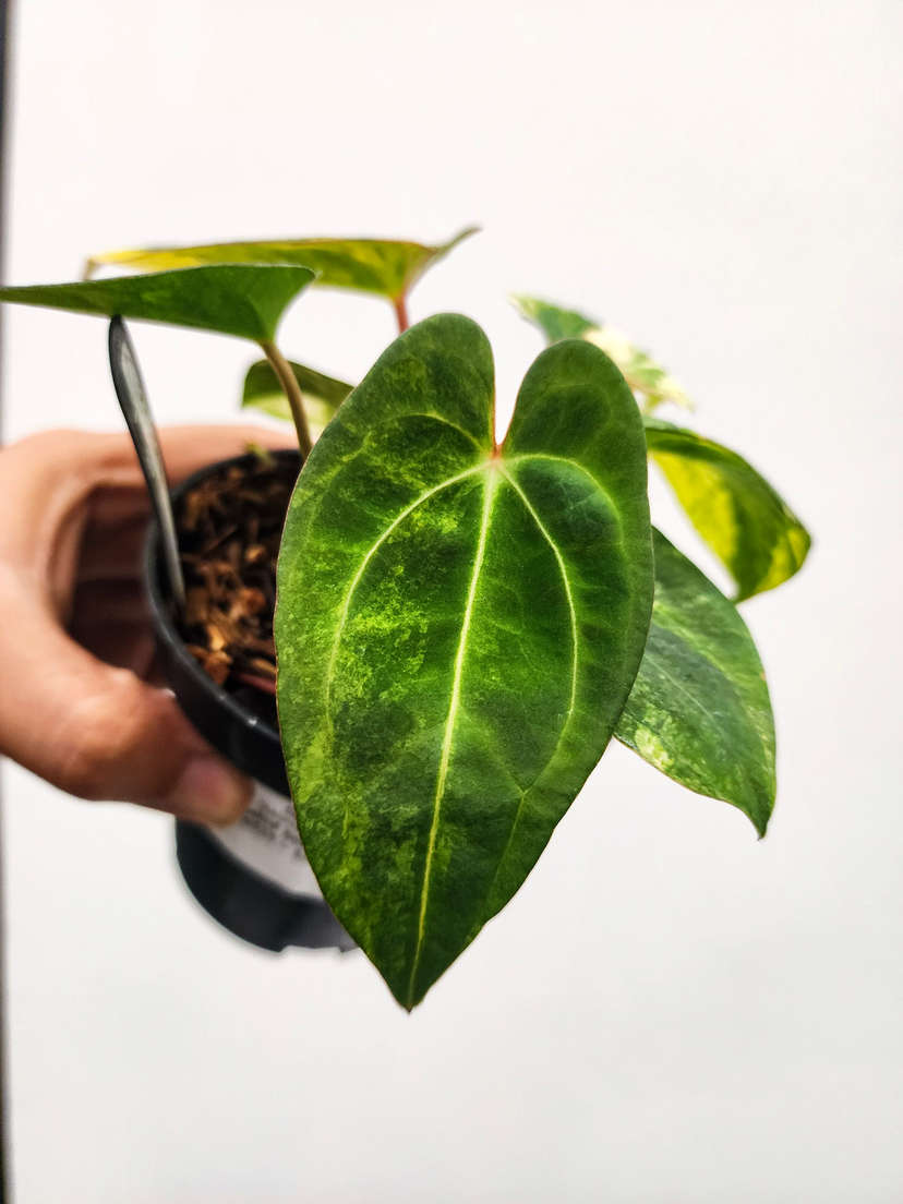 Anthurium Variegated Black Muscle 2-Headed!
