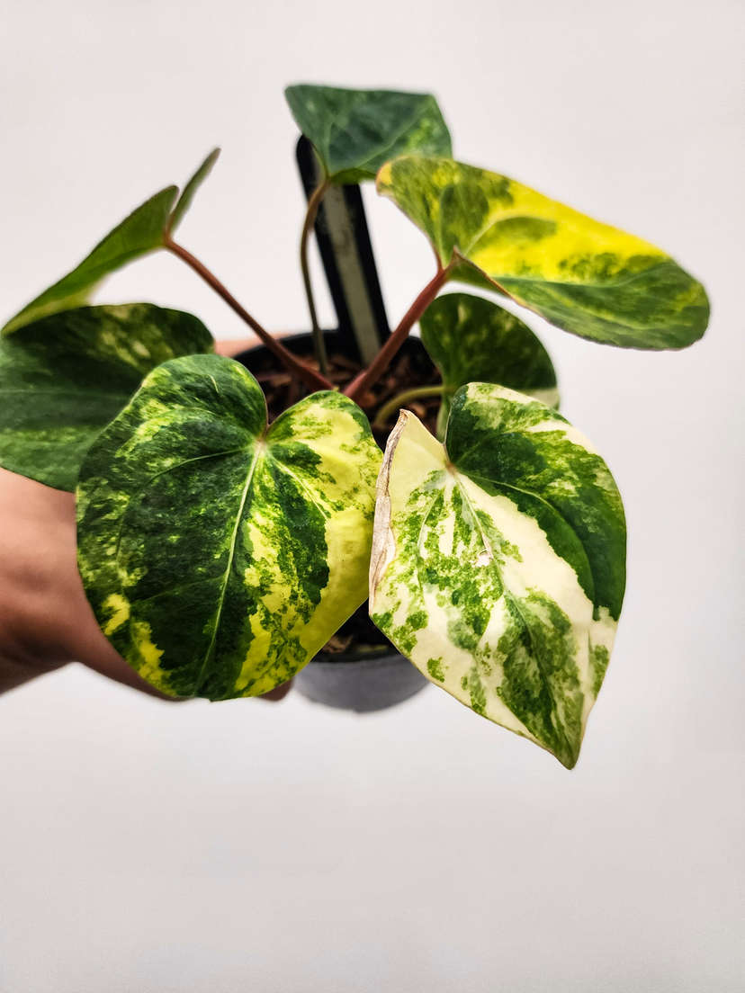 Anthurium Variegated Black Muscle 2-Headed!