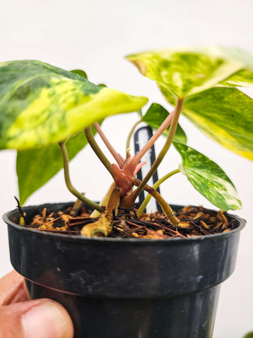Anthurium Variegated Black Muscle 2-Headed!