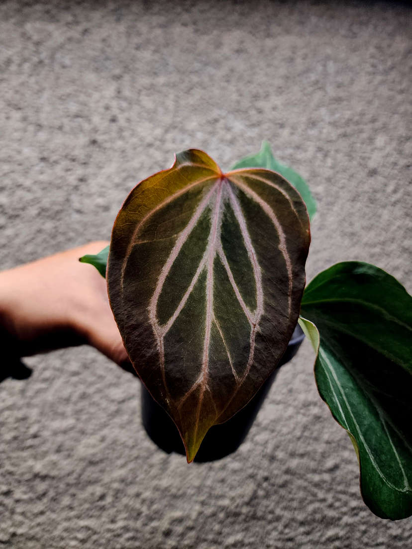 Anthurium HU/King of Spades Butterfly Clone