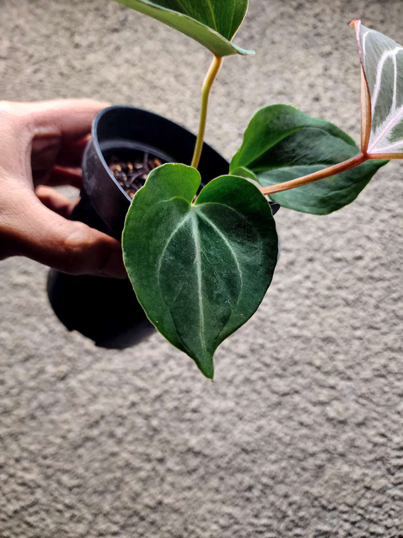 Anthurium HU/King of Spades Butterfly Clone