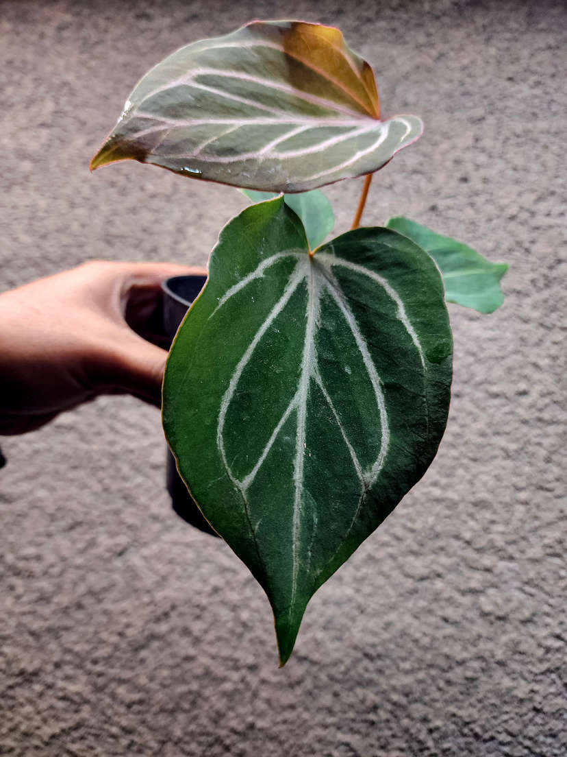 Anthurium HU/King of Spades Butterfly Clone