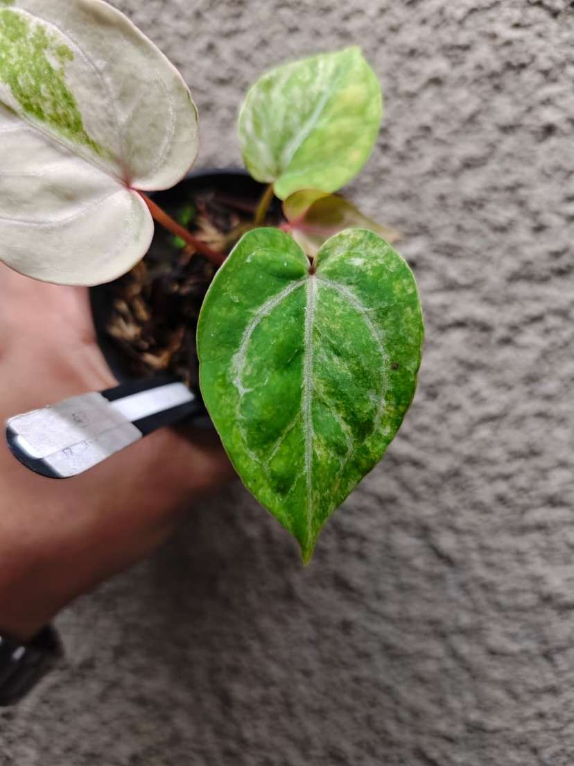 Anthurium Variegated Bigfoot x HURC