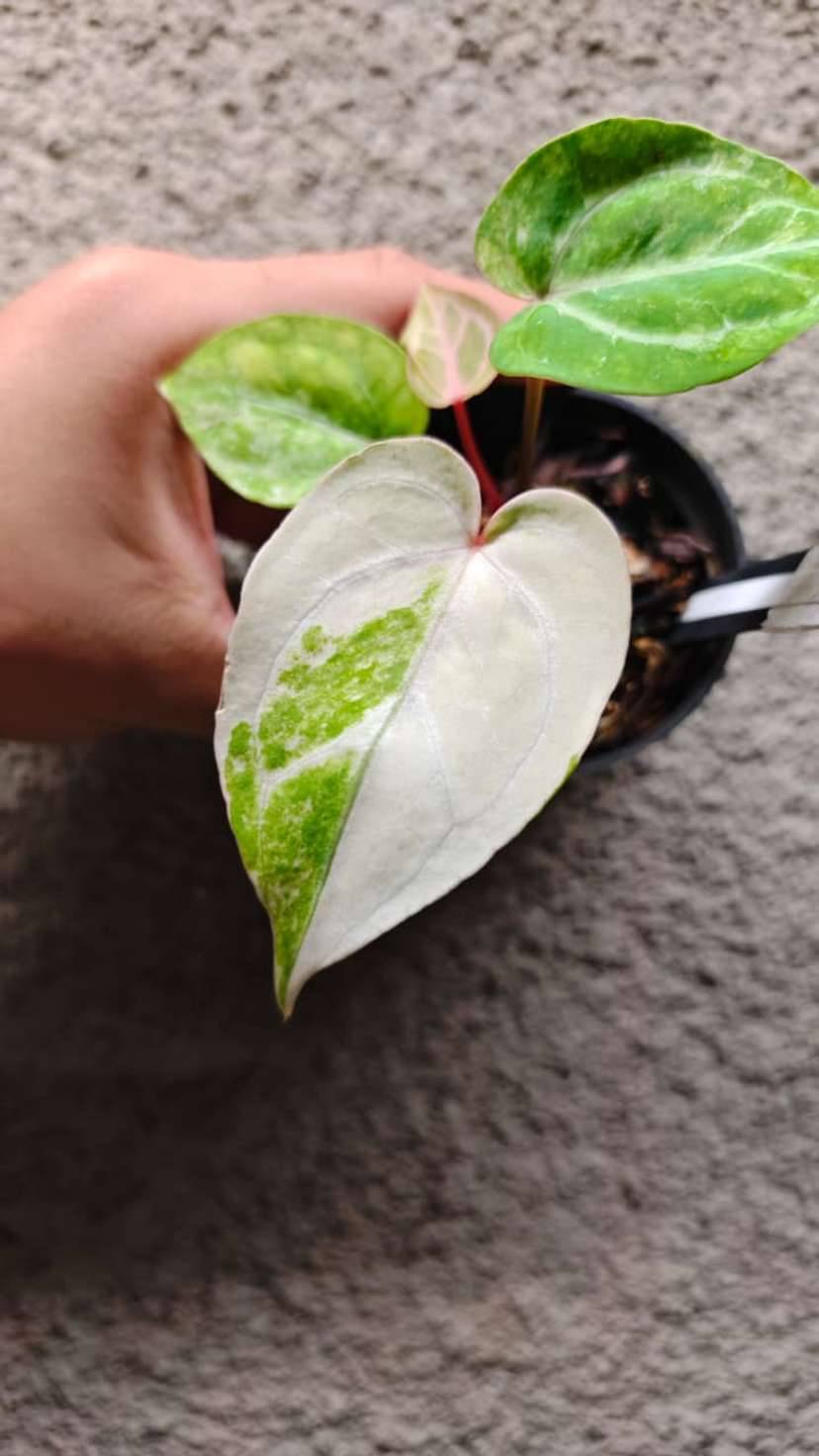 Anthurium Variegated Bigfoot x HURC