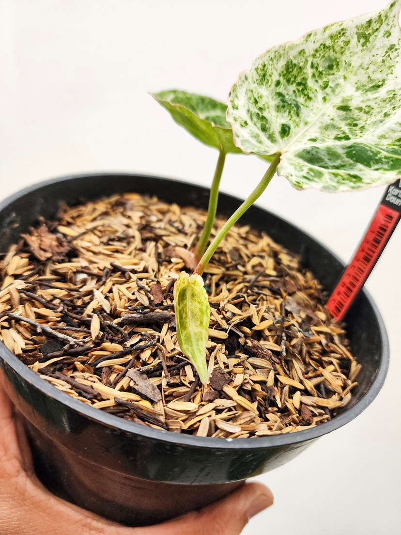 Anhurium Variegated Crystallinum 'Platinum' Clone