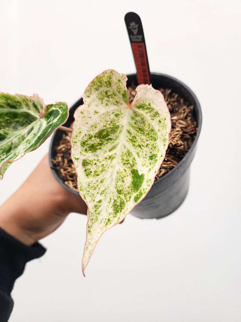 Anhurium Variegated Crystallinum 'Platinum' Clone