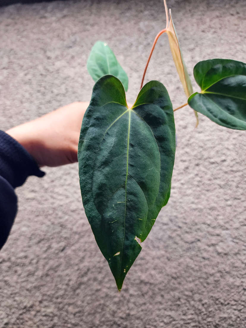 Anthurium Blue Papillilaminum x HURC