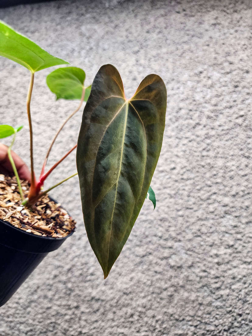 Anthurium Blue Papillilaminum x HURC