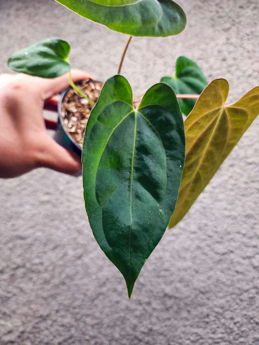 Anthurium Blue Papillilaminum x HURC
